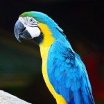 ID-100313045