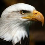 ID-1006628
